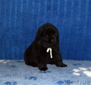 Превью фото № 197515