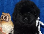 Превью фото № 197521