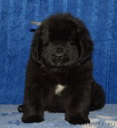 Превью фото № 197527