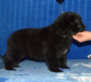 Превью фото № 197529