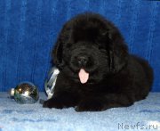 Превью фото № 197531