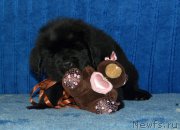 Превью фото № 197540