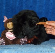 Превью фото № 197541