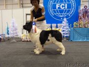 Превью фото № 197555