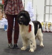 Превью фото № 197557