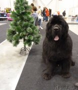 Превью фото № 197560