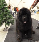 Превью фото № 197561