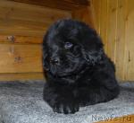 Превью фото № 19765