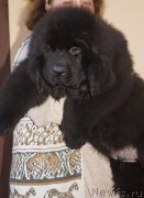 Превью фото № 197682