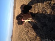 Превью фото № 197707