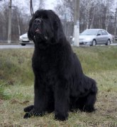 Превью фото № 197846