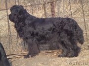 Превью фото № 197916