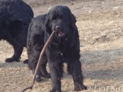 Превью фото № 197918