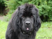 Превью фото № 197959