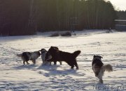 Превью фото № 197974