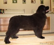 Превью фото № 198009