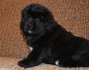 Превью фото № 198014