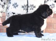 Превью фото № 198047