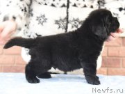 Превью фото № 198049