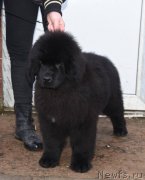 Превью фото № 198050