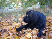 Превью фото № 198056