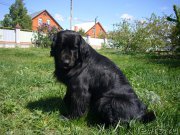 Превью фото № 198069