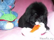 Превью фото № 198163