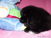 Превью фото № 198165