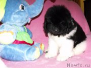 Превью фото № 198166