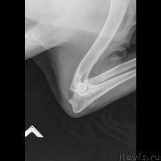 Превью фото № 198174