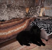 Превью фото № 198278