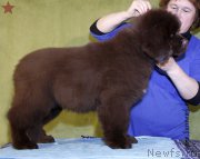 Превью фото № 198285