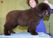 Превью фото № 198286