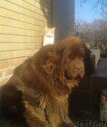 Превью фото № 198293