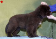 Превью фото № 198294