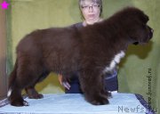 Превью фото № 198315