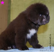 Превью фото № 198317