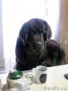 Превью фото № 198320