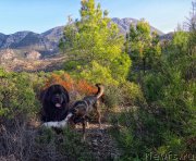 Превью фото № 198398