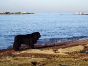 Превью фото № 198401