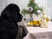 Превью фото № 198421