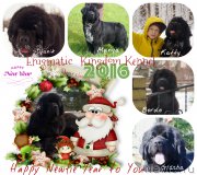 Превью фото № 198426