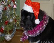 Превью фото № 198435