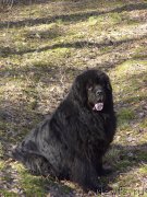 Превью фото № 198460