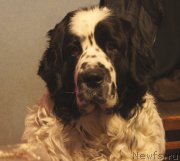 Превью фото № 198474