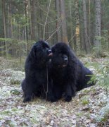 Превью фото № 198488