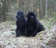 Превью фото № 198489