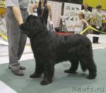 Превью фото № 1985