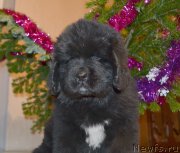 Превью фото № 198500