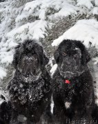 Превью фото № 198512